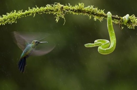 Amazing Bird and Snake Photography