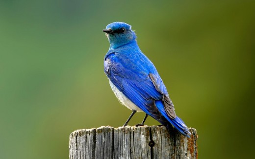 Blue Bird Photography - Wildlife
