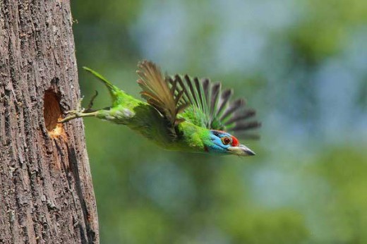Wildlife Bird Photography - Bird Flying