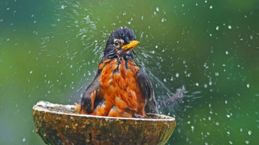 Wildlife Photography - Bird Playing in Water