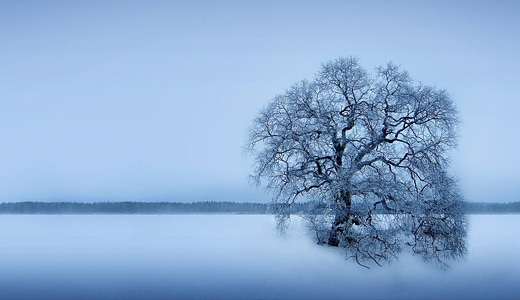 Winter Tree Wallpaper - Sleepless