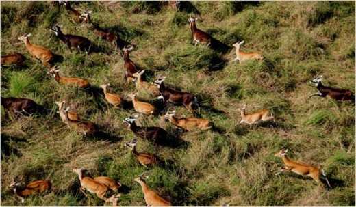 Animal Migration to Rival Serengeti