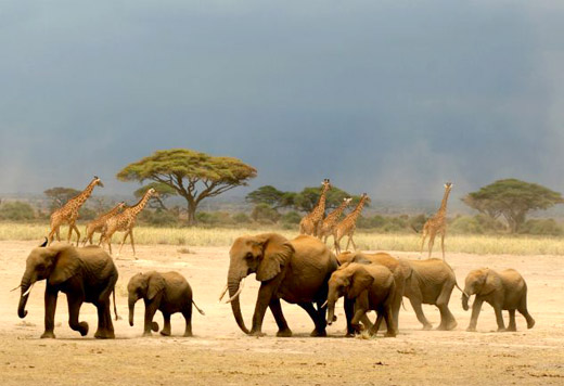Group of Elephants - Animal Migration