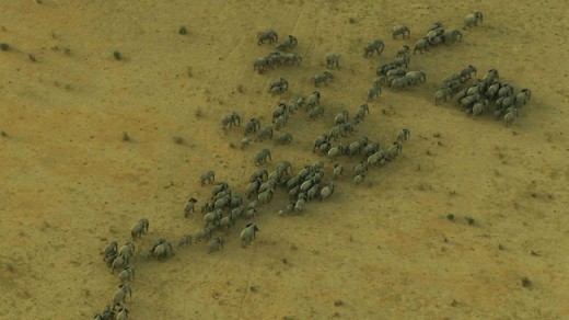 Mali Elephants Picture