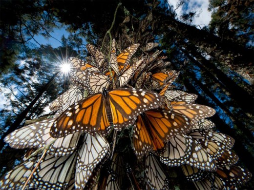 Monarch Butterflies In Mexico