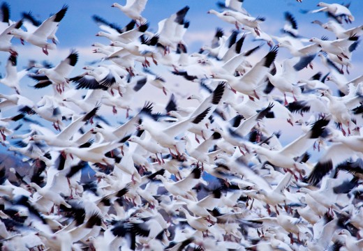 Snow Geese Photo - Animal Migration Photo