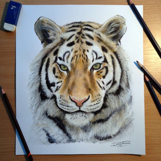 Tiger Pencil Drawing Picture